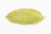 Plato Hoja 41.3x17.1x4.5cm Love&home