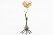 Portavelas Tulipan Alto 30cm Love&home