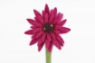 Girasol 30cm Edición Limitada