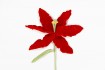 Flor Azucena Crochet Love&home